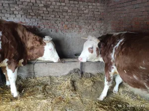 Dve krave - thumbnail 1