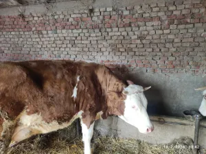 Dve krave - thumbnail 2