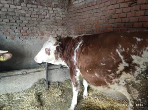 Dve krave - thumbnail 3