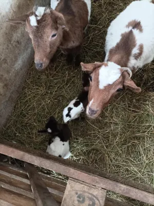 Patuljaste koze - thumbnail 3