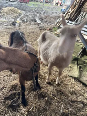 Dve skozne koze - thumbnail 1