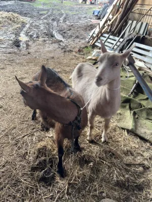 Dve skozne koze - thumbnail 2