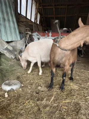 Dve skozne koze - thumbnail 3