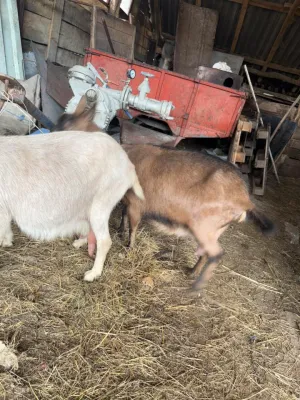 Dve skozne koze - thumbnail 4