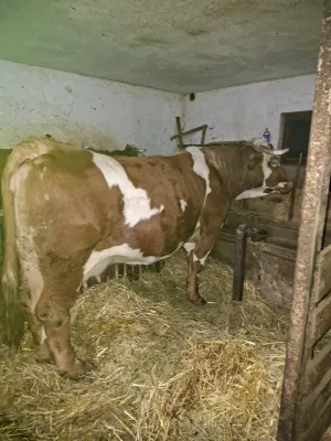 Krava i junica - thumbnail 2