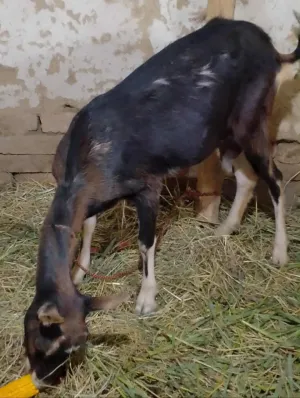 Dve sjarene koze - thumbnail 2