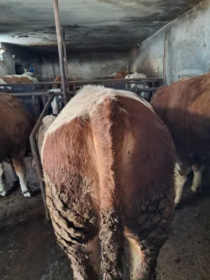 Dva bika Simentalca - thumbnail 2