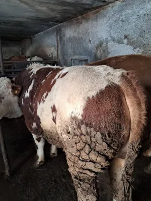 Dva bika Simentalca - thumbnail 3