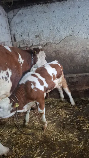 Kupujem krave - thumbnail 1