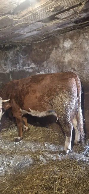 Kupujem krave - thumbnail 2