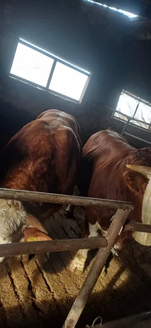 Kupujem krave - thumbnail 3