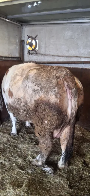 Kupujem krave - thumbnail 4