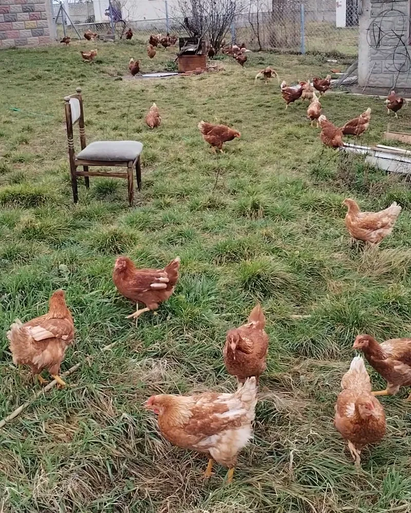 Домаћа јаја