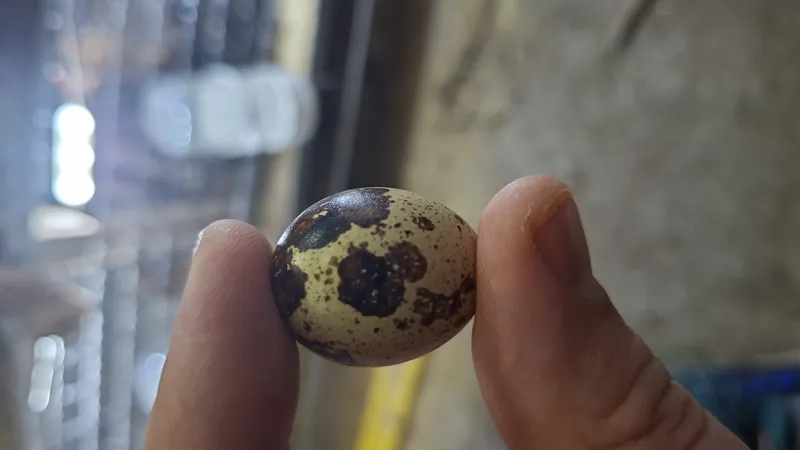 Domaća kokošja i prepeličja jaja