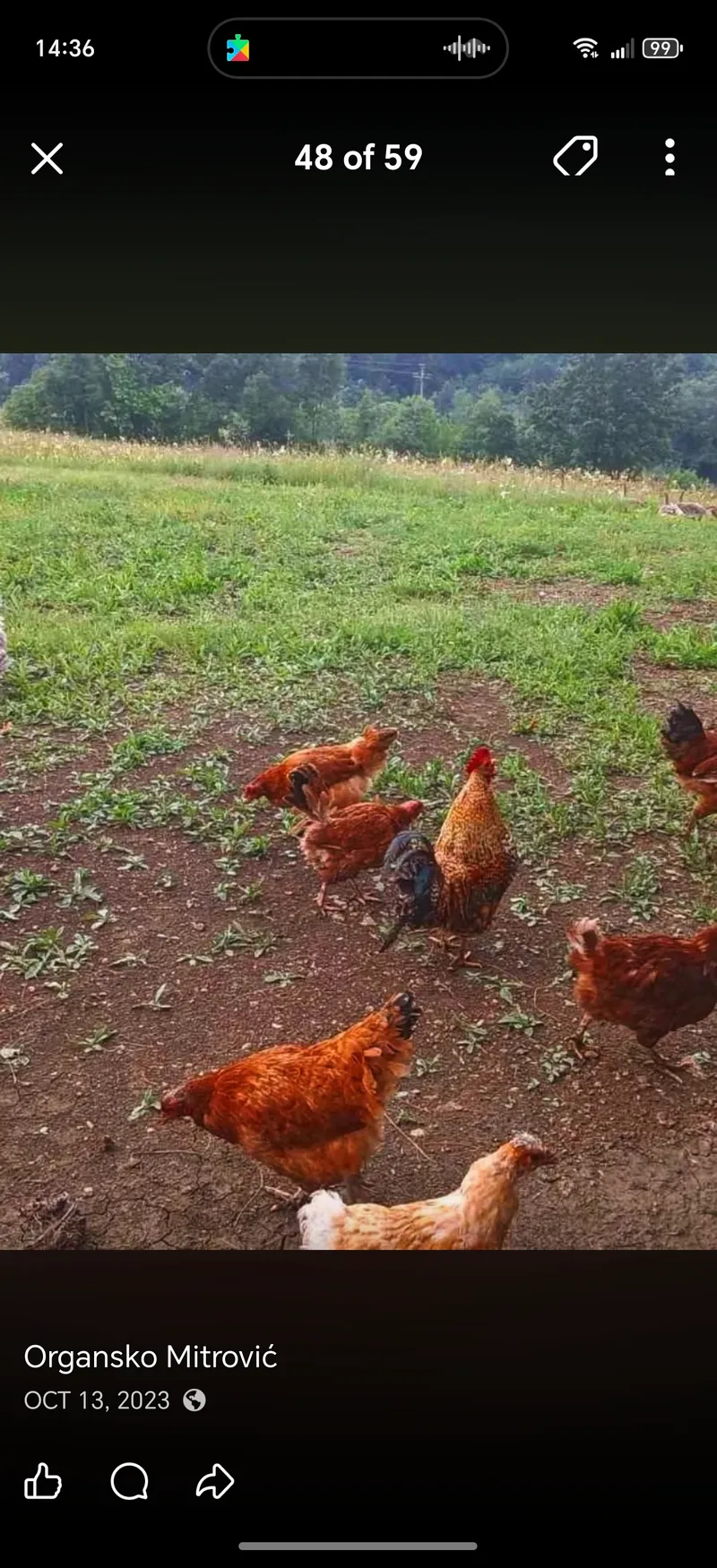 Domaća piletina