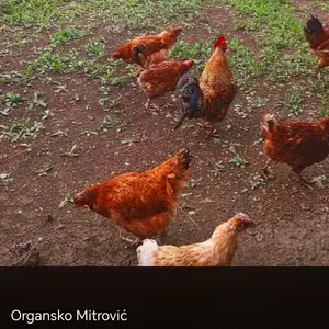 Domaća piletina  - thumbnail 1