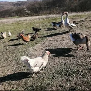 Domaća piletina  - thumbnail 2