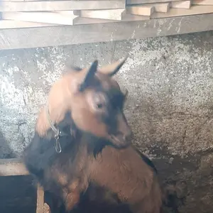 Dva jarca - thumbnail 1