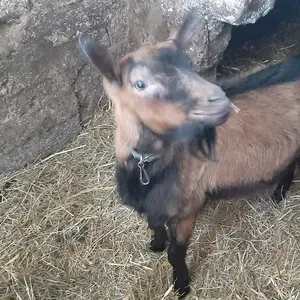 Dva jarca - thumbnail 2