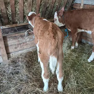 Dve junke - thumbnail 1