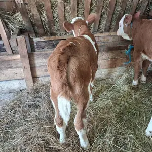 Dve junke - thumbnail 2