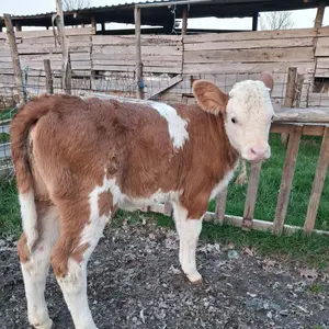 Dve junke - thumbnail 3