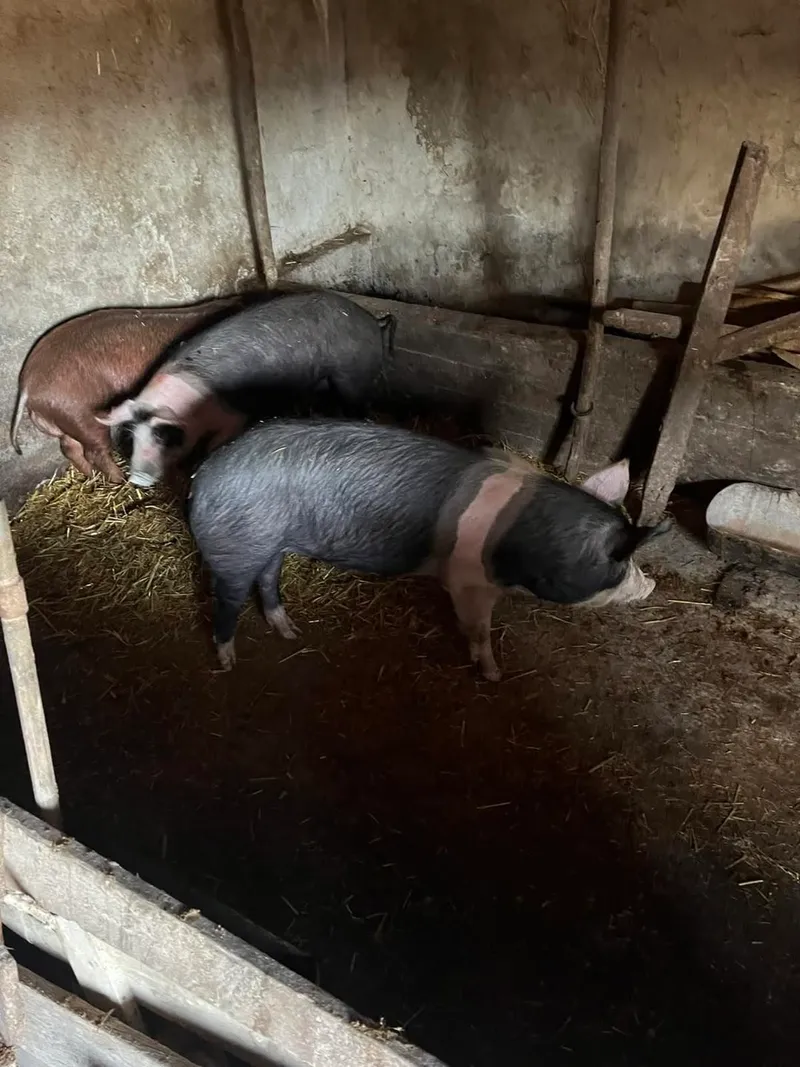 Dve nazimice i veprić