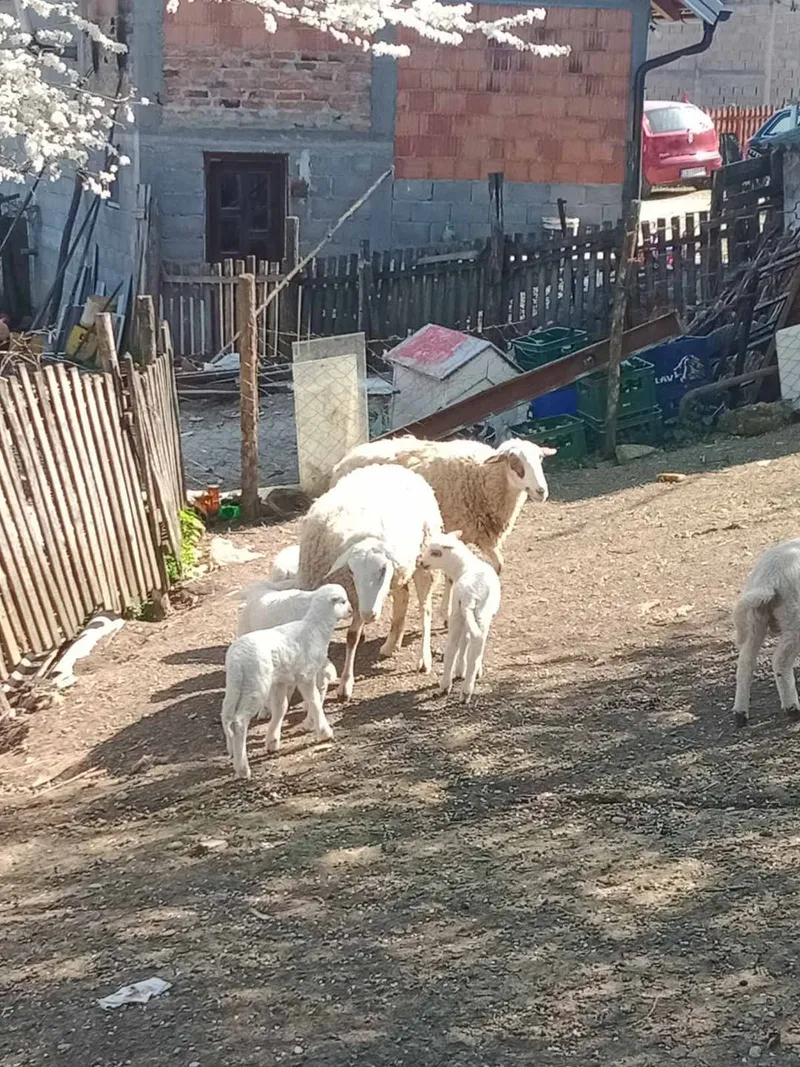 Dve ovce i 4 jagnjeta