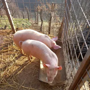 Dvoje prasića - thumbnail 1