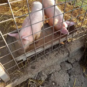 Dvoje prasića - thumbnail 2