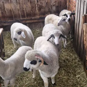 Jaganjci - thumbnail 1