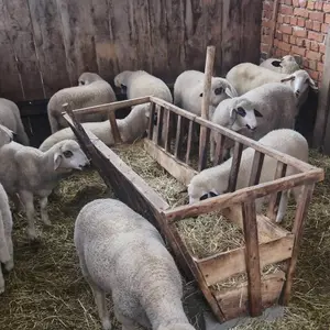 Jaganjci - thumbnail 2