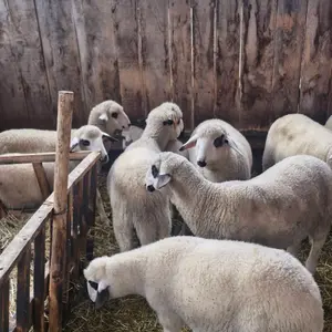 Jaganjci - thumbnail 3