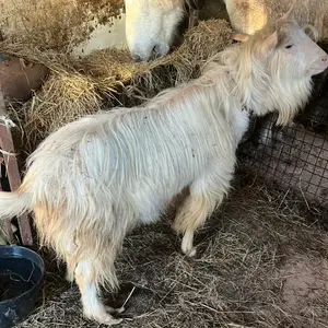 Jarac i tri ovce - thumbnail 1