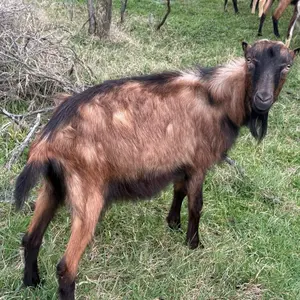 Jarčevi - thumbnail 2