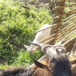 Jarčić - thumbnail 1