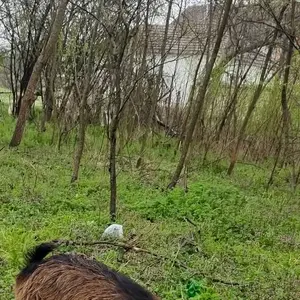 Jarčić - thumbnail 2