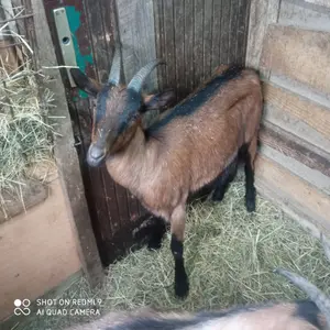 Jarica - thumbnail 1