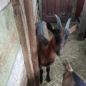 Jarica - thumbnail 2