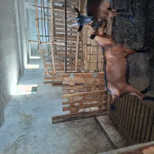Jariići - thumbnail 2