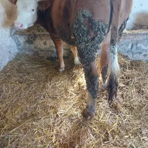 Junica - thumbnail 1