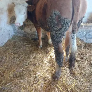 Junica - thumbnail 2