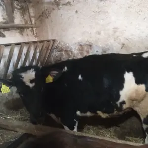 Junica - thumbnail 1