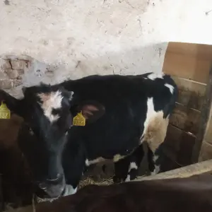 Junica - thumbnail 2