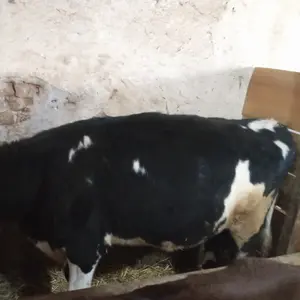 Junica - thumbnail 3