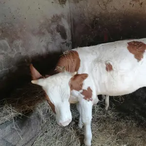 Junica Simental - thumbnail 1