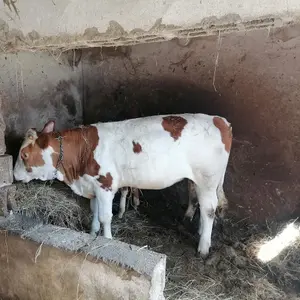 Junica Simental - thumbnail 2