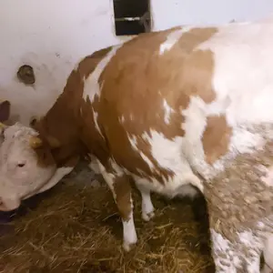 Junica - thumbnail 1