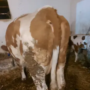 Junica - thumbnail 2