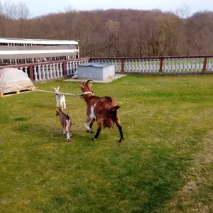 Koza i dva jareta - thumbnail 1